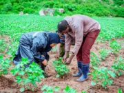 DC BUSEGA AHIMIZA NJIA HALALI ZA UTAJIRI KWA WANANCHI