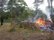 OPERESHENI MAALUM YATEKETEZA MASHAMBA YA BANGI TABORA