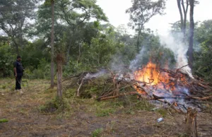 OPERESHENI MAALUM YATEKETEZA MASHAMBA YA BANGI TABORA