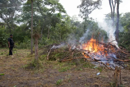 OPERESHENI MAALUM YATEKETEZA MASHAMBA YA BANGI TABORA