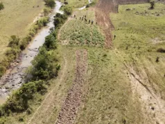 KILIMO CHA BANGI MARA CHAPUNGUA KWA ASILIMIA 80 – DCEA